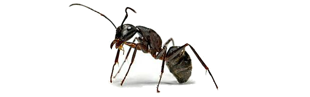 Притча про трудолюбивого муравья