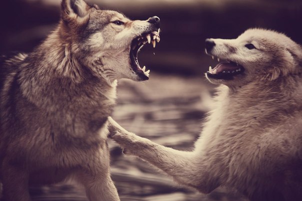 Притча "Два волка"